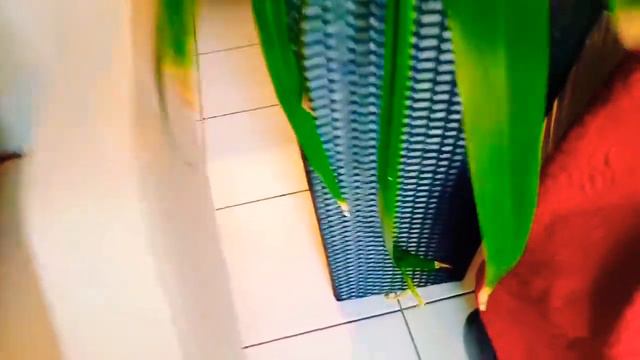 Houseplants "Caladiums,Alocasia🌳🌴🌿☘️ смотреть онлайн