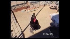 Статные голуби "Алтайские шалевые", домашнее хозяйство Анохина Николая Ивановича, г. Барнаул, 1998г