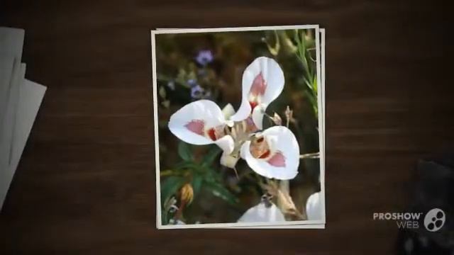 Calochortus - garden plants смотреть онлайн