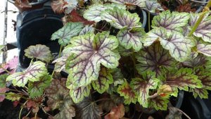 Heuchera americana 'Marvelous Marble Silver'
