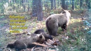 Заповедник "Брянский лес": Хозяин леса, Брянская область