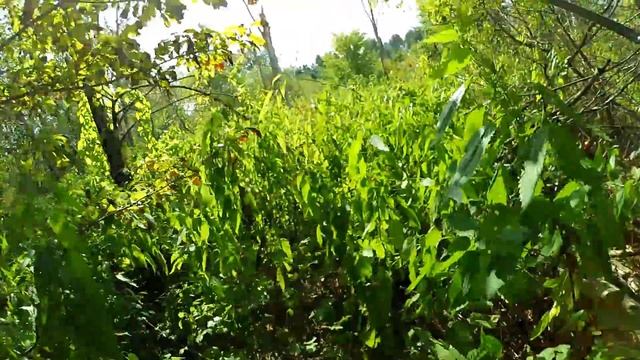 Путешествие по нехоженым берегам! ДЖУНГЛИ, ДЖИГ и красота природы! смотреть онлайн