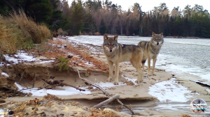 Большая стая волков позирует на фотоловушку.