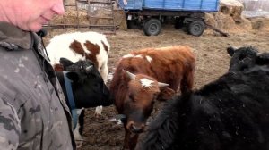 С какого возраста телят пьют молочную сыворотку лпх Бажениты