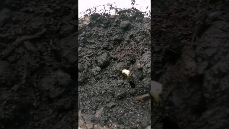 что это????  #сад #цветы #дача #огород #garden #plants