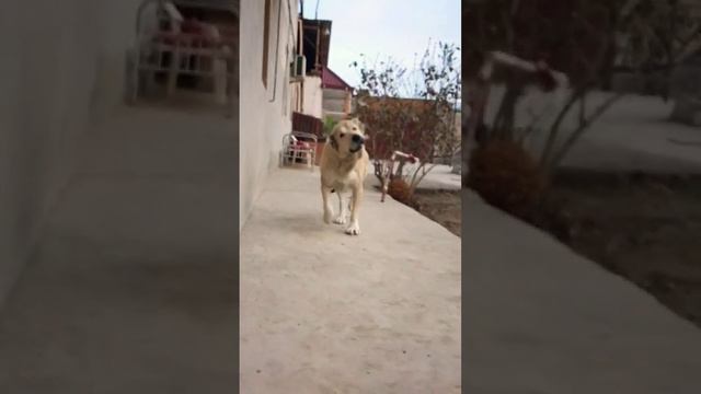 Алабай (САО) #doglover #alabai #sara #дрессировка #puppy #dogsvideo #dogs #trendingdogvideo #dog