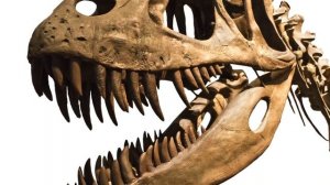 Dinosaurs for Kids | Learn about Dinosaur History, Fossils, Dinosaur Extinction and more!