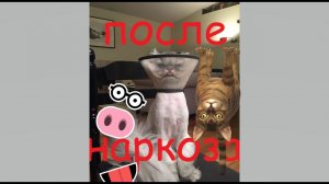 Шотландская кошка после операции.отход от наркоза