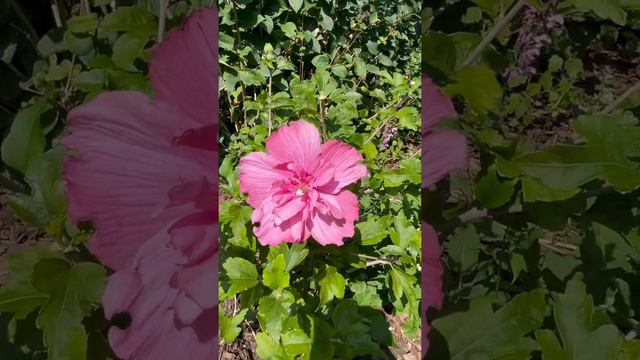 Magenta Chiffon Rose of Sharon