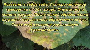 Что делать, чтобы листья у огурцов не желтели?
