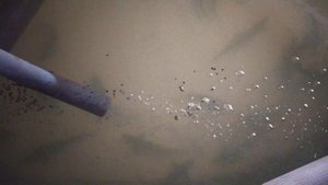 Рост малька белуги и Ленского осетра в узв