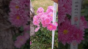 Хризантема корейская "Седой генерал"