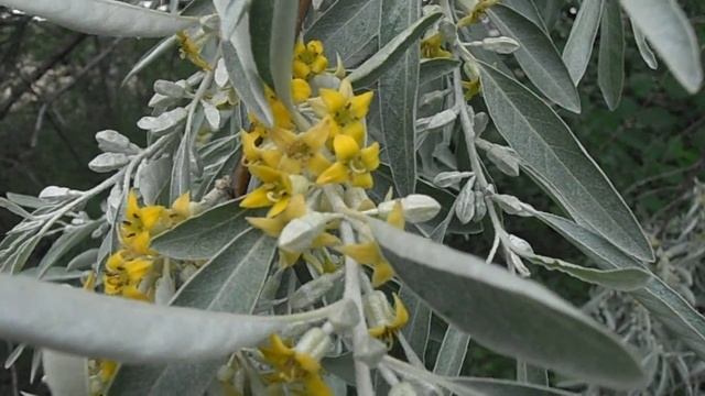 ÁRBOL DEL PARAÍSO en flor: Elaeagnus angustifolia (www.riomoros.com) смотреть онлайн