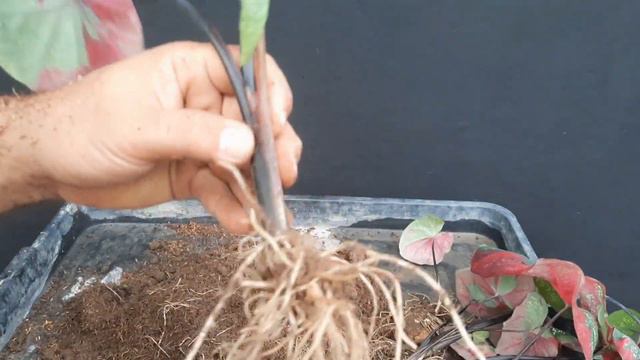 [PLANTS] Propagation of red beret caladium || Memperbanyak keladi viral cat tumpah смотреть онлайн
