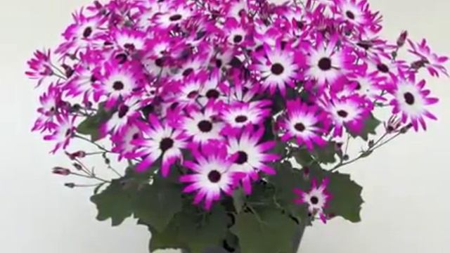 QR Senetti смотреть онлайн