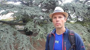 Как выглядит кедр? Кедровая сосна - причём тут Петр 1 и почему нельзя найти под кедром шишку?