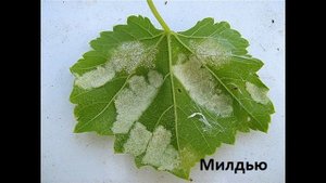 БОЛЕЗНИ ВИНОГРАДА И МЕРЫ БОРЬБЫ С НИМИ