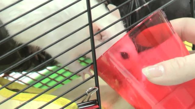 "Казнить нельзя, помиловать" или НАШИ крыски ;) смотреть онлайн