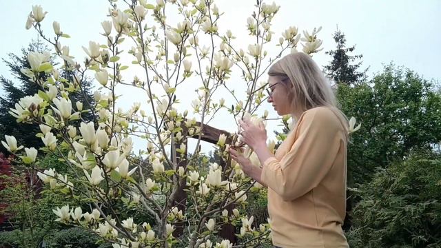 Magnolia Yellow River, naga, liliowa czy warto ją mieć w ogrodzie ? смотреть онлайн