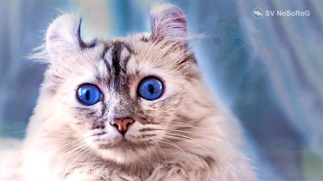 Американский кёрл кошка