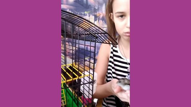 ||Первое видео|| утренние кормление хомяка