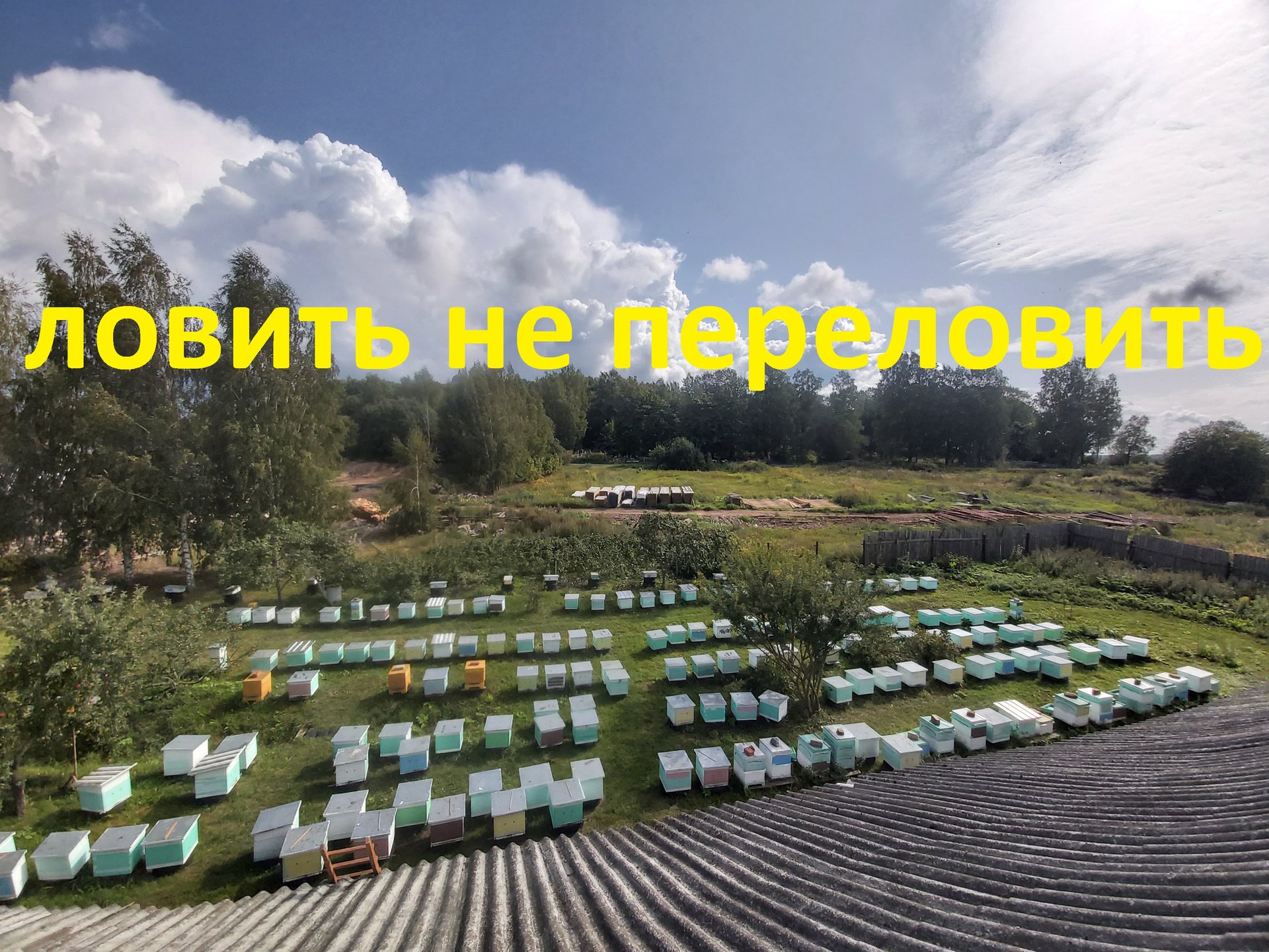 А у вас много ос на пасеке? смотреть онлайн