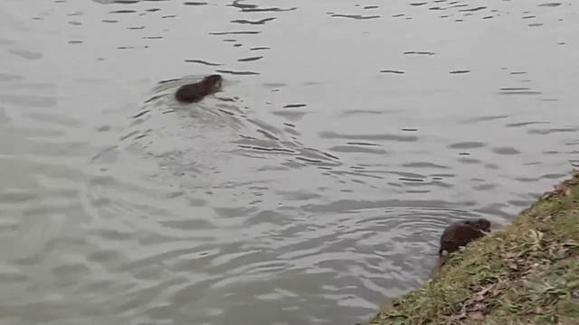 Италия *** ЖИВОТНЫЙ МИР*** Спальный район смотреть онлайн