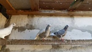 #PIGEONS. С какой голубкой спаровать мраморного бакинского бойного голубя? 22.05.2020г.