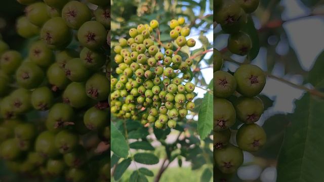 Зеленые грозди рябины, плоды похожие на бусы дерева. Лето