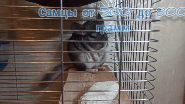 Самые часто задаваемые вопросы при покупке шиншиллы. *1 часть*