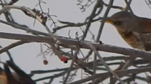 Птицы дрозды клюют рябину