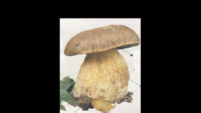 Белый гриб медный смотреть онлайн