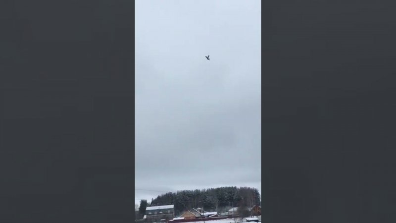 Голуби Сергея Пермь И снова гость