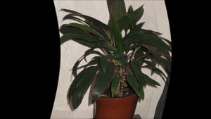 Кордилина уход