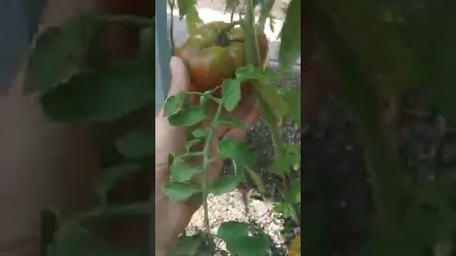 №12 "Черный гигант".  Сорта помидоров. Выращивание помидоров.  Огород. Сад. Томаты.