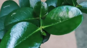 Съедбно ядовитая комнатная Слива Карисса.  Можно ли есть плоды?