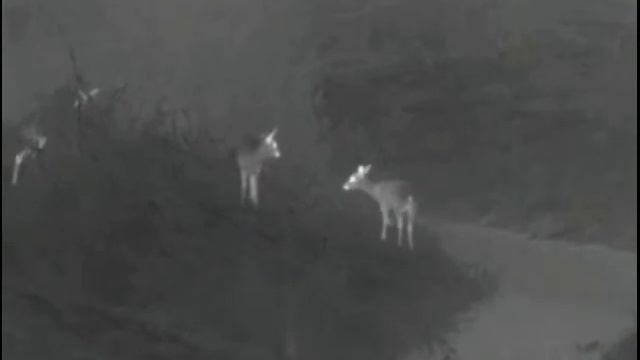 Pulsar Helion XQ50F Rehwild Nachtjagd Wärmebild смотреть онлайн