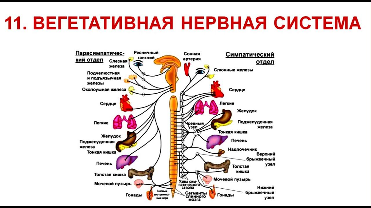 Вегетативная нервная система. Лекция 11