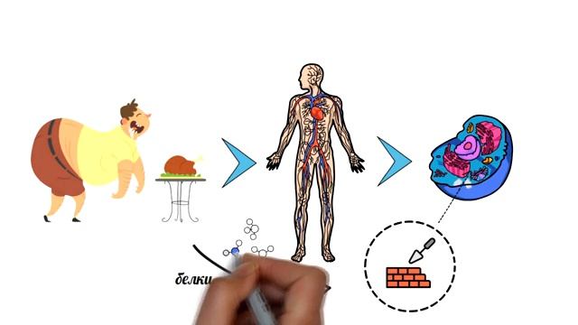 Все о белках, жирах и углеводах простыми словами, калорийность продуктов и как правильно их выбират смотреть онлайн