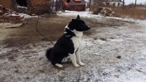 русско европейская лайка