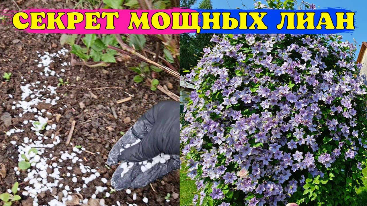 ХОТИТЕ МОЩНЫЕ ЛИАНЫ? Подкормите ТАК КЛЕМАТИСЫ ВЕСНОЙ!