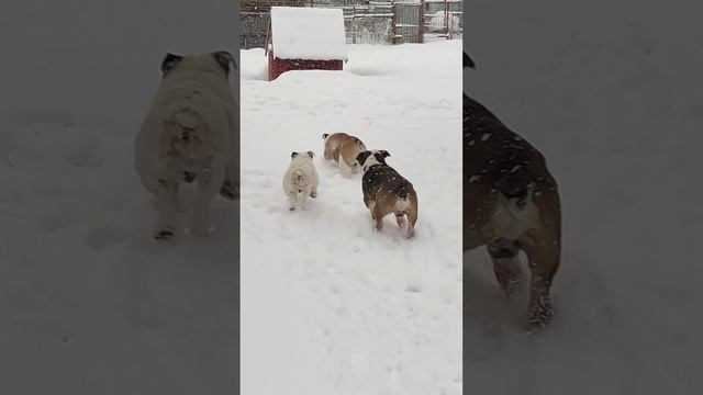 Английские бульдоги .Три толстяка.