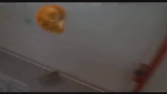 КОТ ВАСИЛИЙ смотреть онлайн