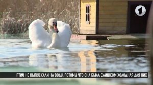 Лебеди в Тирасполе - птицами снова можно полюбоваться