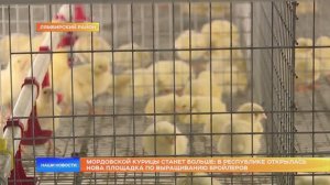 Мордовской курицы станет больше: в республике открылась новая площадка по выращиванию бройлеров