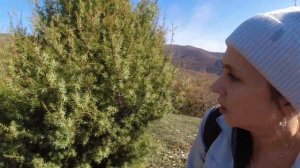 Рядовка лиловоногая / грибы Краснодарского края 2022