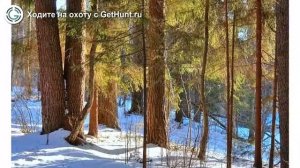 Охота в Калужской области – Охотхозяйство Сафари Паркъ охота на тетерева в Калужской области