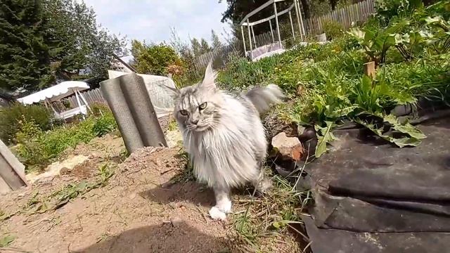 На даче. 24 августа 2021 года. День переезда Мейн-кунов в город. смотреть онлайн