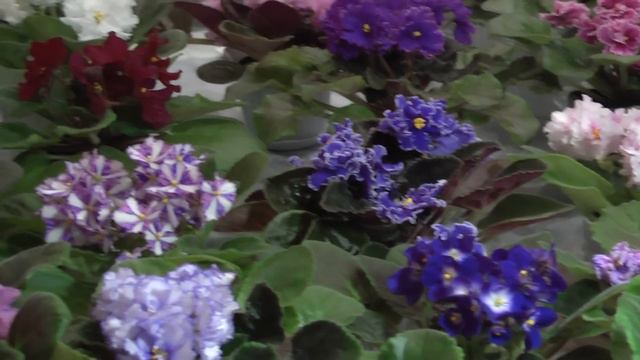 Днепропетровск. Фиалки смотреть онлайн