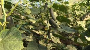 Огурец Лютояр - лидер качества 2015